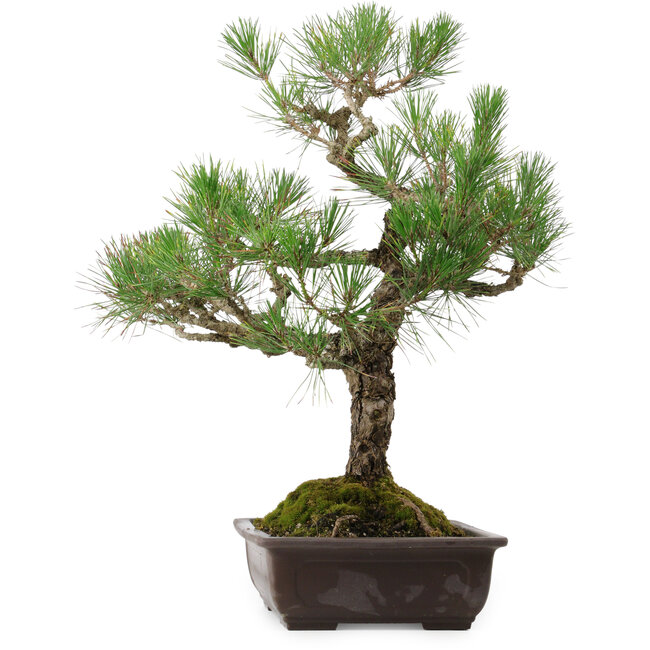Pinus thunbergii, 65 cm, ± 40 años, con un nebari de 13 cm.