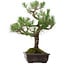 Pinus thunbergii, 65 cm, ± 40 ans, avec un nebari de 13 cm