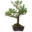 Pinus thunbergii, 65 cm, ca. 40 Jahre alt, mit einem Wurzelhals von 13 cm