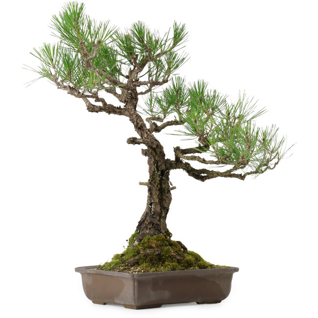 Pinus thunbergii, 59 cm, ± 40 years old, with a nebari of 16 cm