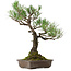 Pinus thunbergii, 59 cm, ca. 40 Jahre alt, mit einem Wurzelhals von 16 cm
