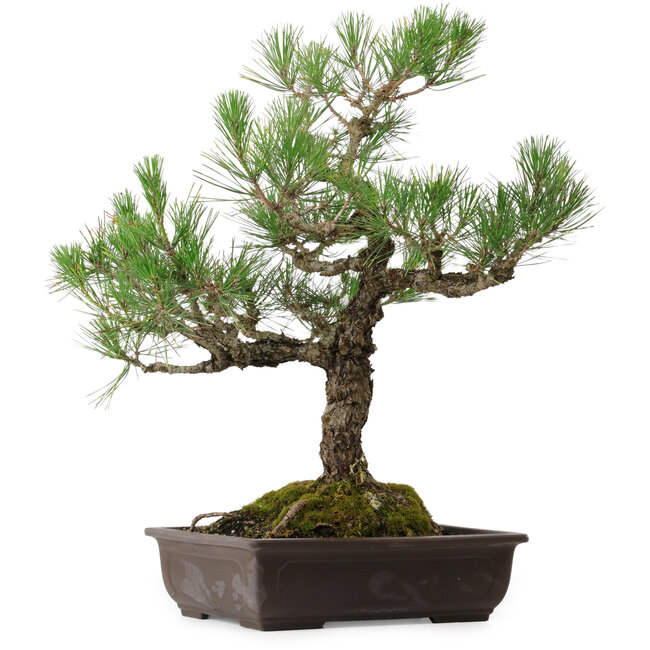 Pinus thunbergii, 65 cm, ± 40 ans, avec un nebari de 13 cm