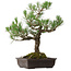 Pinus thunbergii, 65 cm, ± 40 ans, avec un nebari de 13 cm