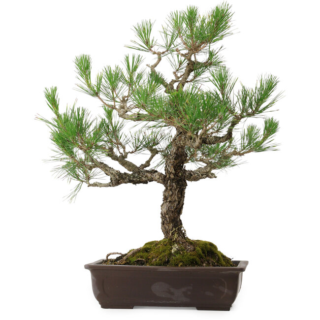 Pinus thunbergii, 65 cm, ± 40 jaar oud, met een nebari van 13 cm.