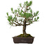 Pinus thunbergii, 65 cm, ± 40 años, con un nebari de 13 cm.