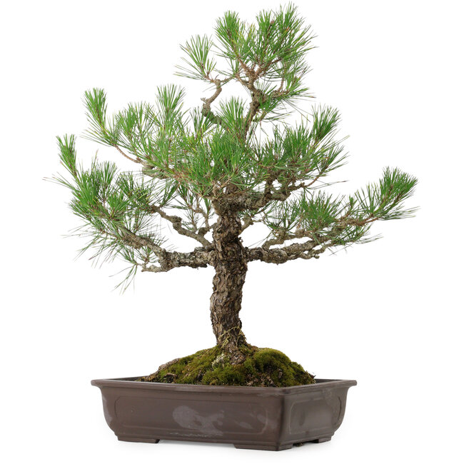 Pinus thunbergii, 65 cm, ± 40 jaar oud, met een nebari van 13 cm.