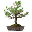 Pinus thunbergii, 65 cm, ± 40 jaar oud, met een nebari van 13 cm.