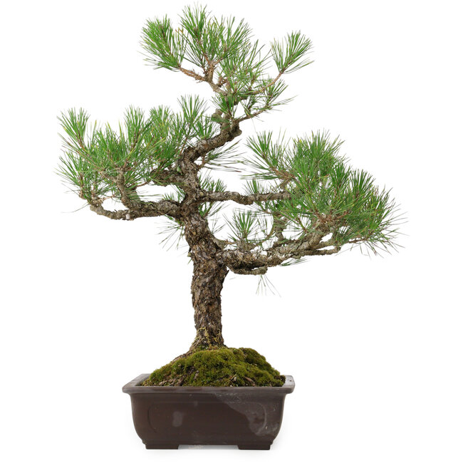 Pinus thunbergii, 65 cm, ± 40 ans, avec un nebari de 13 cm