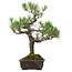 Pinus thunbergii, 65 cm, ca. 40 Jahre alt, mit einem Wurzelhals von 13 cm