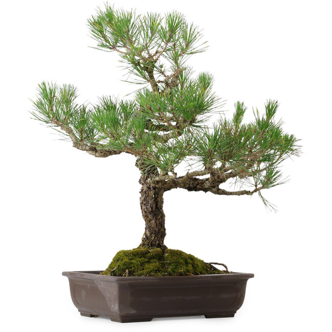 Pinus thunbergii, 65 cm, ± 40 jaar oud, met een nebari van 13 cm.