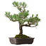 Pinus thunbergii, 65 cm, ± 40 años, con un nebari de 13 cm.