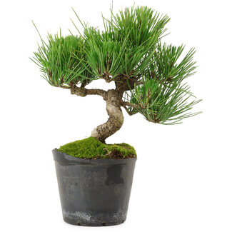 Pinus thunbergii, 24,5 cm, ± 15 years old