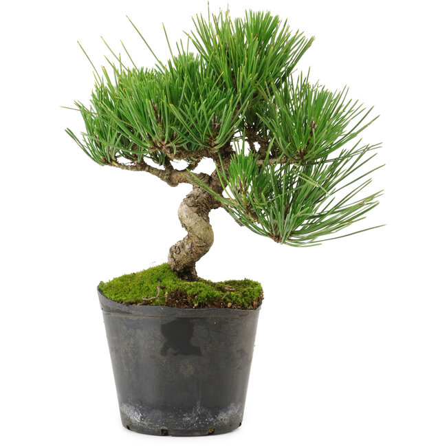 Pinus thunbergii, 24,5 cm, ± 15 years old