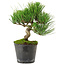 Pinus thunbergii, 24,5 cm, ± 15 years old