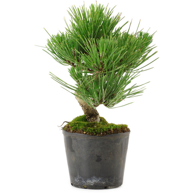 Pinus thunbergii, 24,5 cm, ± 15 ans