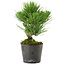 Pinus thunbergii, 24,5 cm, ± 15 años de edad