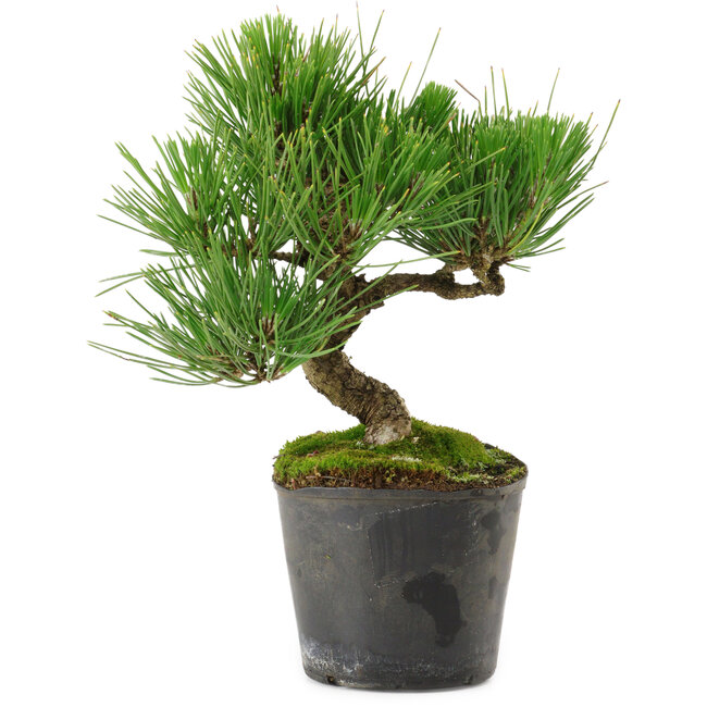 Pinus thunbergii, 24,5 cm, ± 15 años de edad