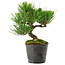 Pinus thunbergii, 24,5 cm, ± 15 anni