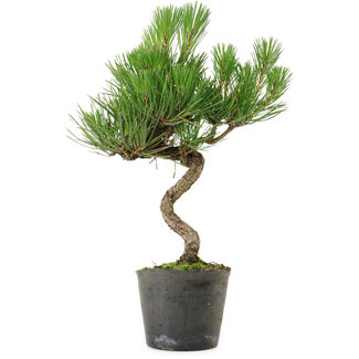Pinus thunbergii, 37,5 cm, ± 15 años de edad