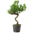 Pinus thunbergii, 37,5 cm, ± 15 años de edad