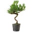 Pinus thunbergii, 37,5 cm, ± 15 ans