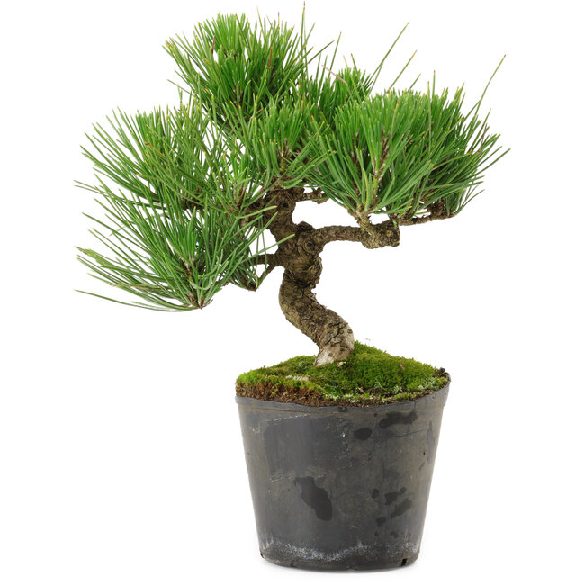 Pinus thunbergii, 24,5 cm, ± 15 years old