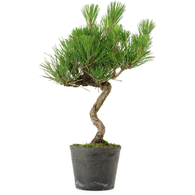 Pinus thunbergii, 37,5 cm, ± 15 años de edad
