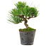 Pinus thunbergii, 24,5 cm, ± 15 años de edad
