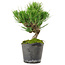 Pinus thunbergii, 24,5 cm, ± 15 jaar oud