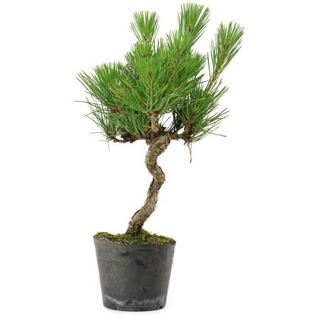Pinus thunbergii, 37,5 cm, ± 15 años de edad