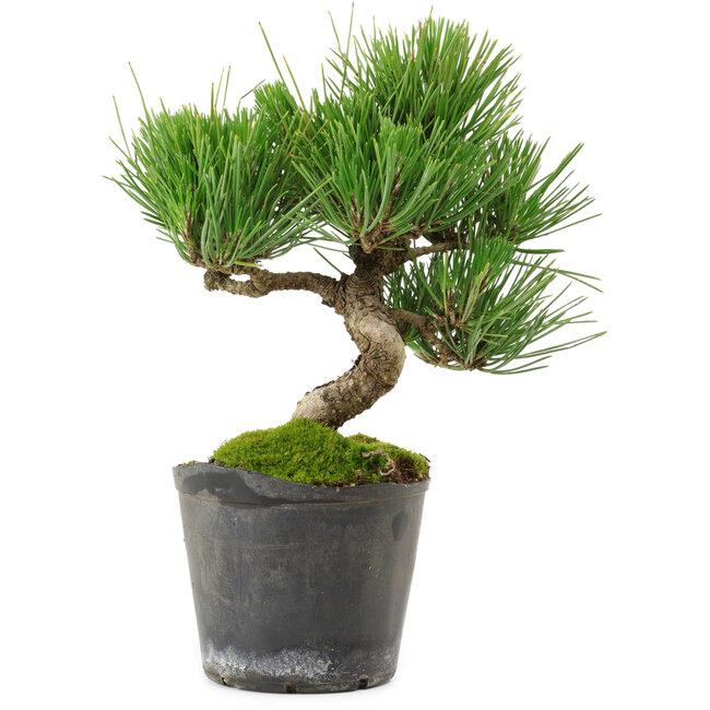 Pinus thunbergii, 24,5 cm, ± 15 years old