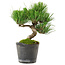 Pinus thunbergii, 24,5 cm, ± 15 ans