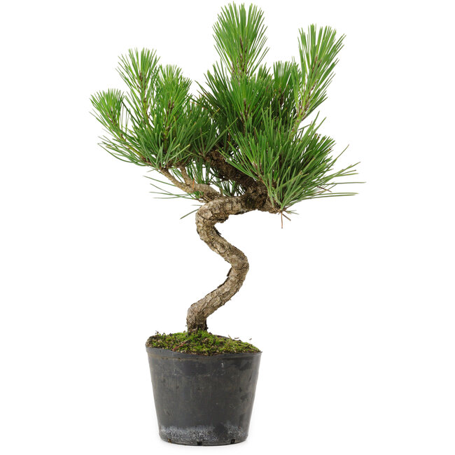 Pinus thunbergii, 37,5 cm, ± 15 años de edad