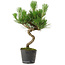 Pinus thunbergii, 37,5 cm, ± 15 años de edad