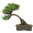 Pinus thunbergii, 33,5 cm, ± 20 años de edad, con un nebari de 3,5 cm.