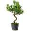 Pinus thunbergii, 37,5 cm, ± 15 años de edad