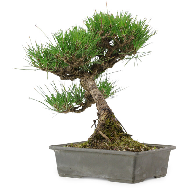 Pinus thunbergii, 33,5 cm, ± 20 años de edad, con un nebari de 3,5 cm.