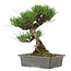 Pinus thunbergii, 33,5 cm, ± 20 años de edad, con un nebari de 3,5 cm.