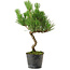 Pinus thunbergii, 37,5 cm, ± 15 años de edad