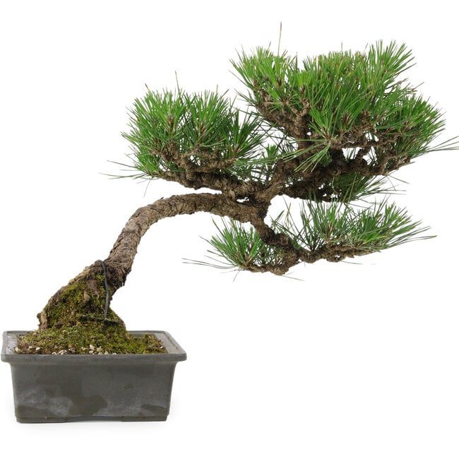 Pinus thunbergii, 33,5 cm, ± 20 años de edad, con un nebari de 3,5 cm.