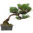 Pinus thunbergii, 33,5 cm, ± 20 años de edad, con un nebari de 3,5 cm.