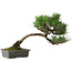 Pinus thunbergii, 33,5 cm, ± 20 años de edad, con un nebari de 3,5 cm.