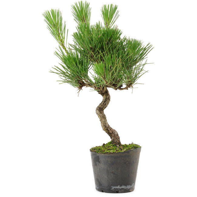 Pinus thunbergii, 37,5 cm, ± 15 años de edad