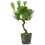 Pinus thunbergii, 37,5 cm, ± 15 años de edad