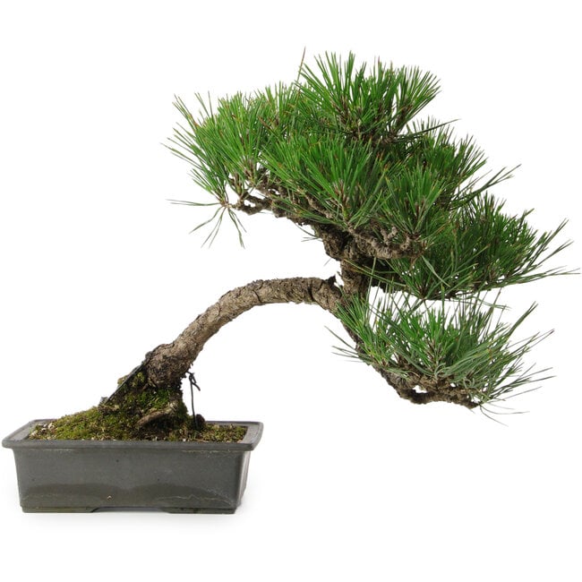 Pinus thunbergii, 33,5 cm, ± 20 años de edad, con un nebari de 3,5 cm.