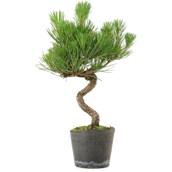 Pinus thunbergii, 37,5 cm, ± 15 años de edad