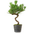 Pinus thunbergii, 37,5 cm, ± 15 años de edad