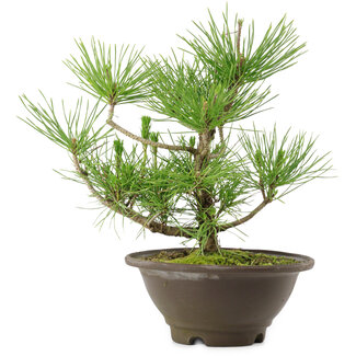 Pinus thunbergii, 27 cm, ± 10 años de edad