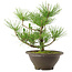 Pinus thunbergii, 27 cm, ± 10 años de edad