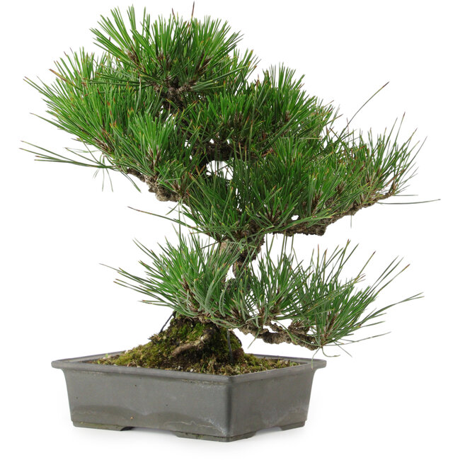 Pinus thunbergii, 33,5 cm, ± 20 años de edad, con un nebari de 3,5 cm.